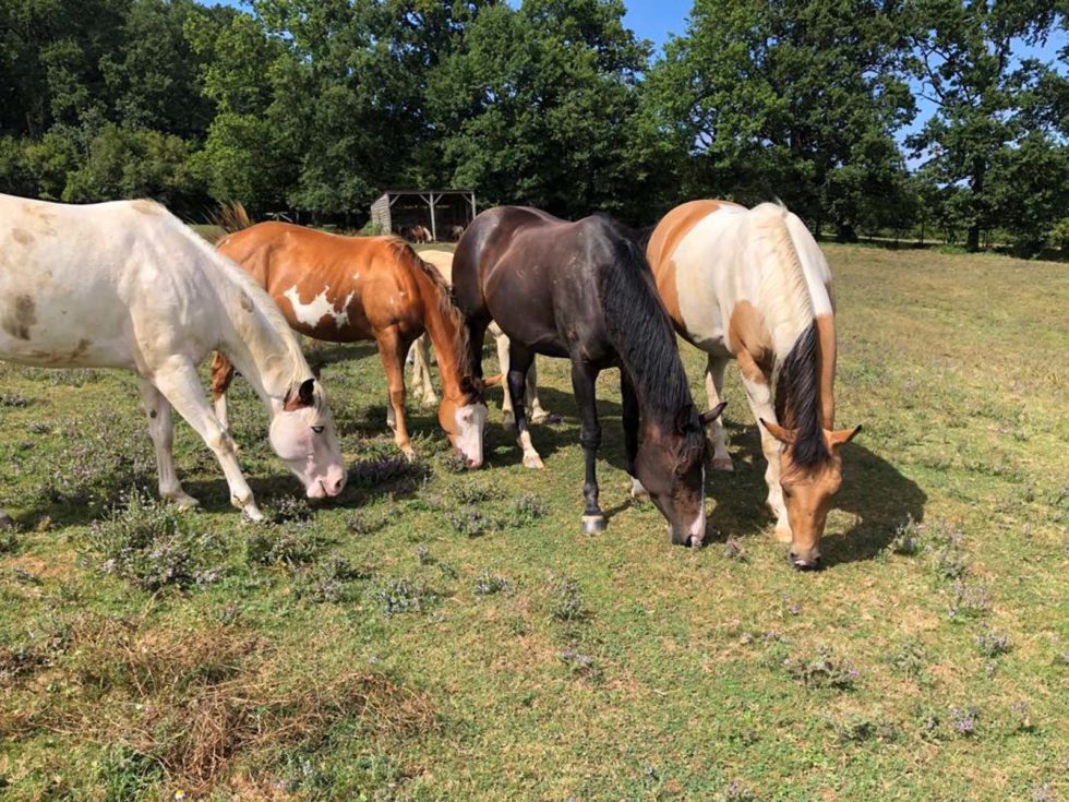 Élevage de chevaux en Dordogne La Ferme de Sapharey